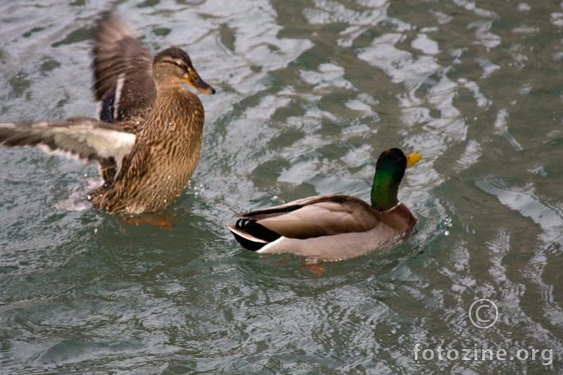 Duck attack!