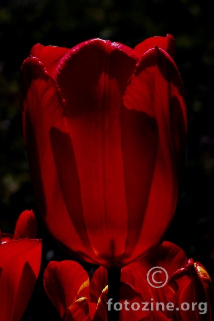 red tulip