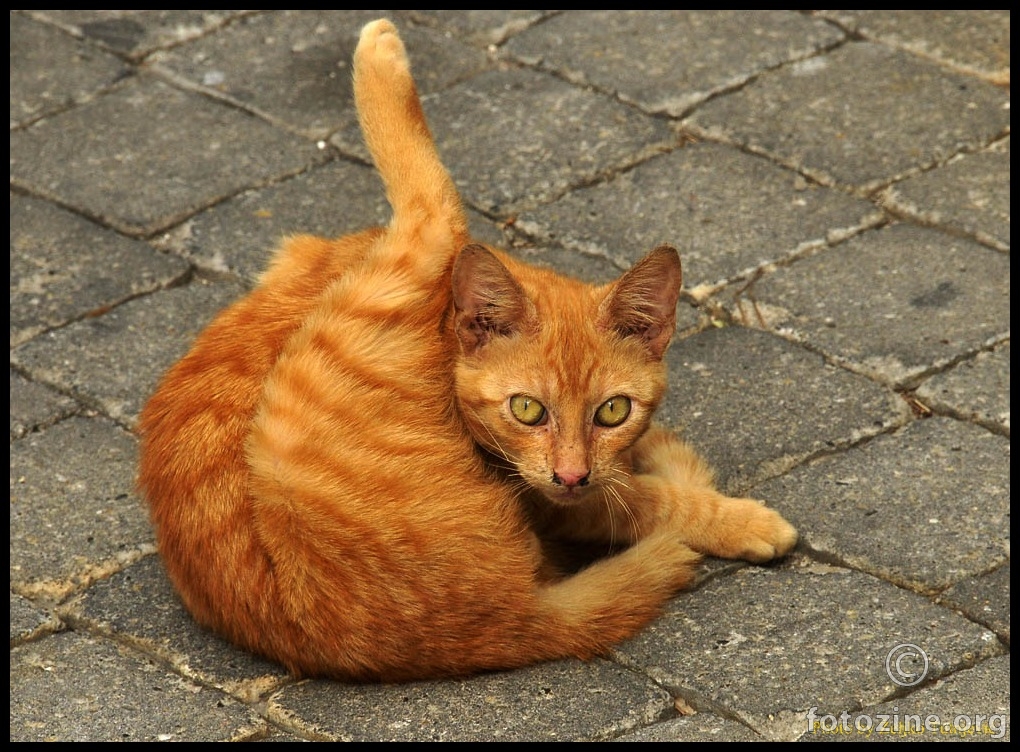 IMA IH KOJE JOŠ DIŽU NOGE PREDA MNOM - BY ŽT