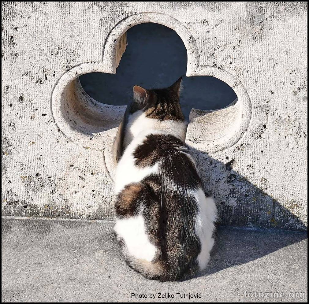 I NEKA MI SAMO NE'KO KAŽE OPET: CURIOSITY KILLS THE CAT BY ŽT