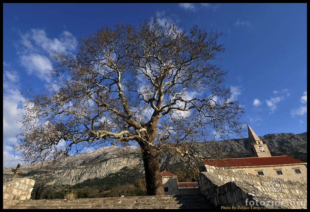 PLATAN U PRIDVORJU - BY ŽT