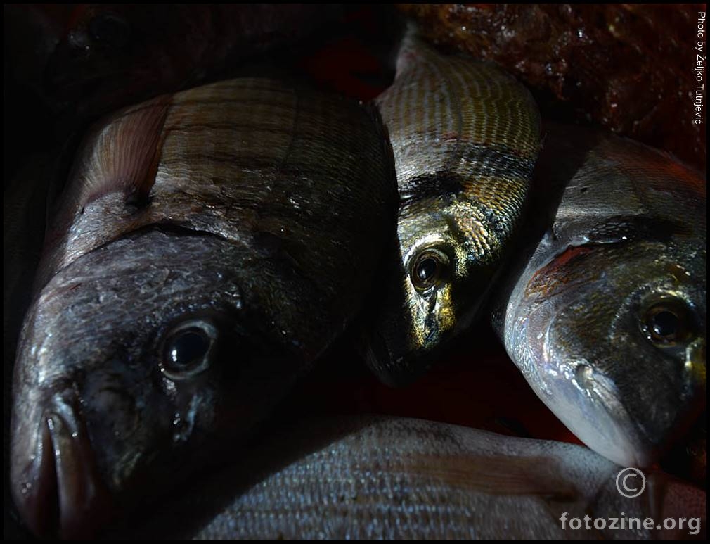 THE SILENCE OF THE FISHES BY ŽT