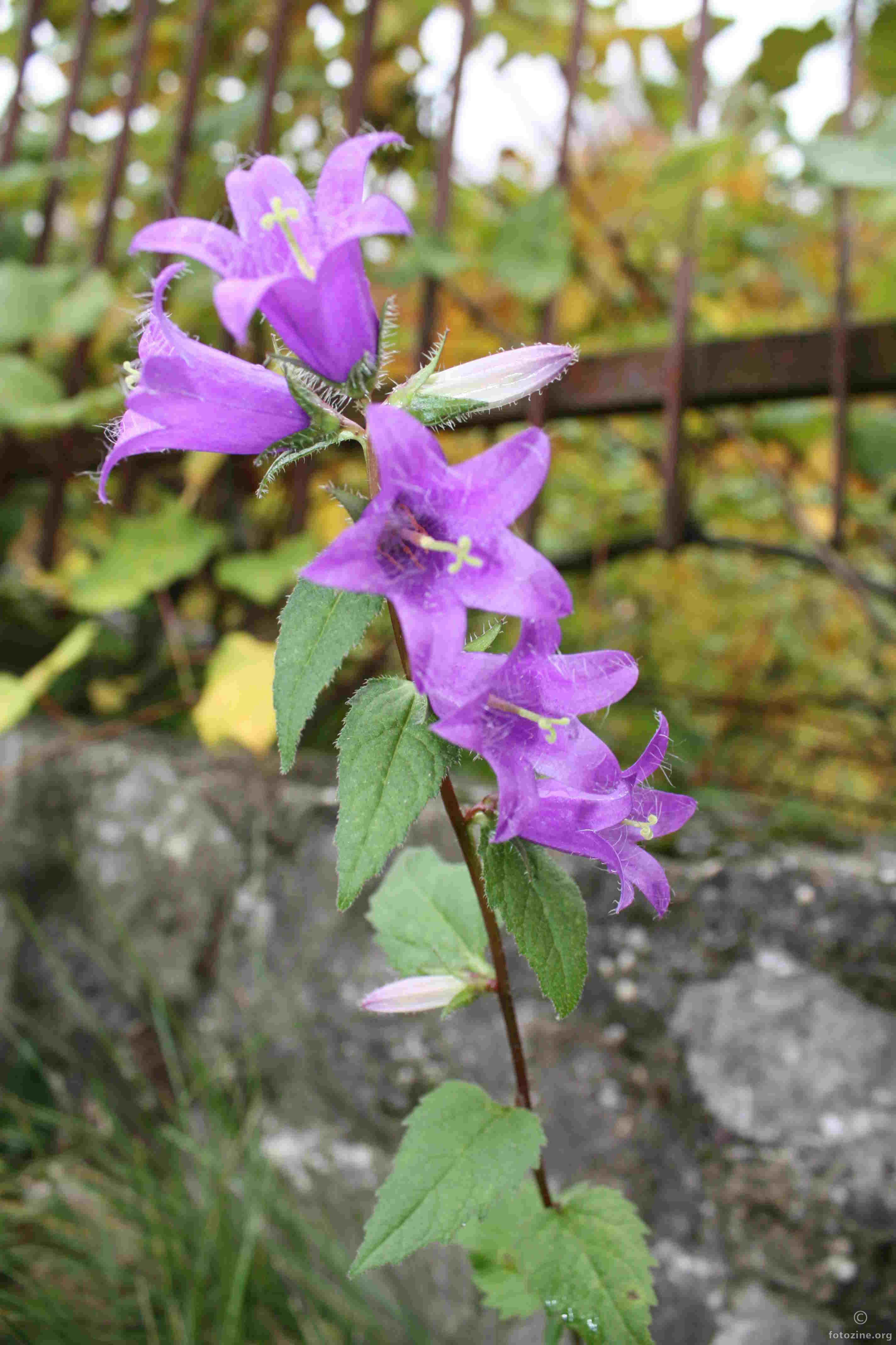 Violet 1