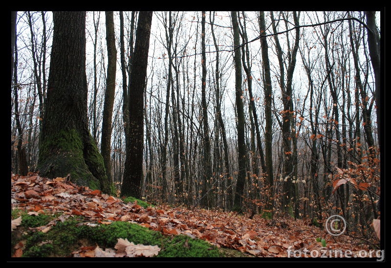 Šuma.