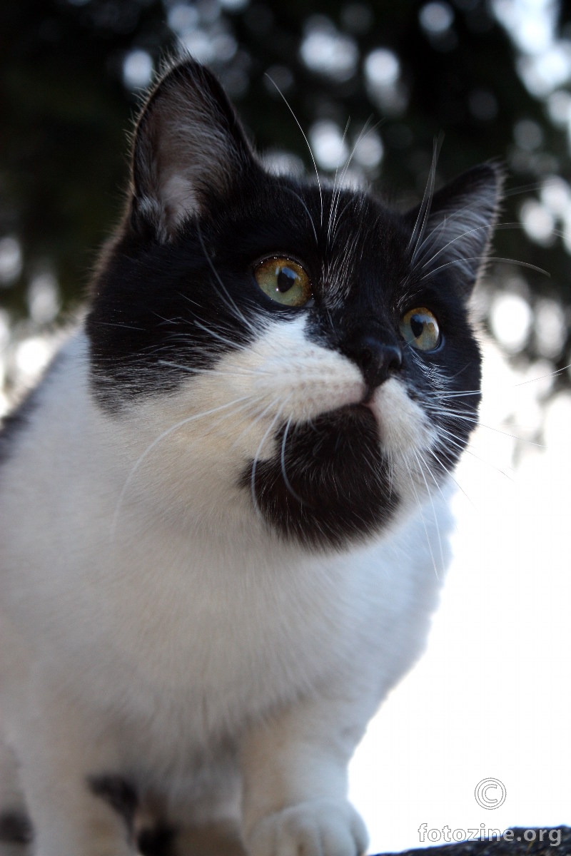 Neighbour's cat.