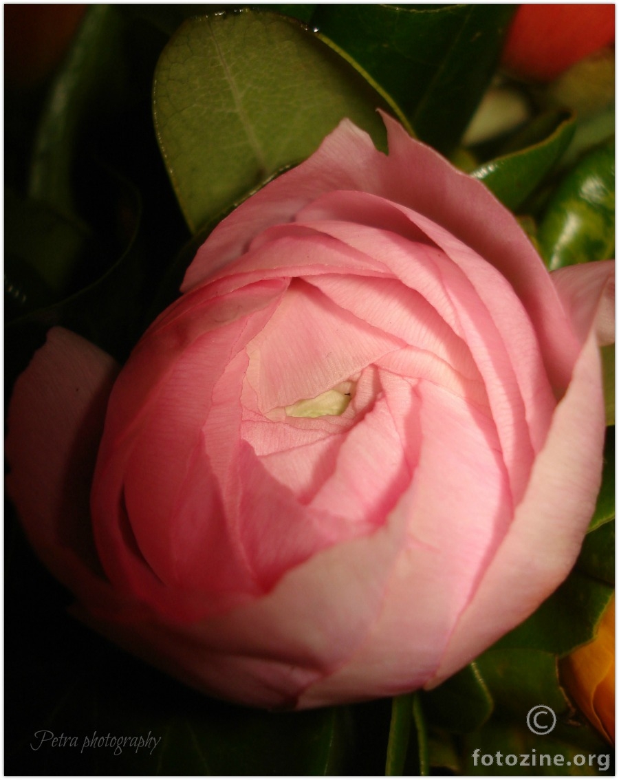 rozi cvijet