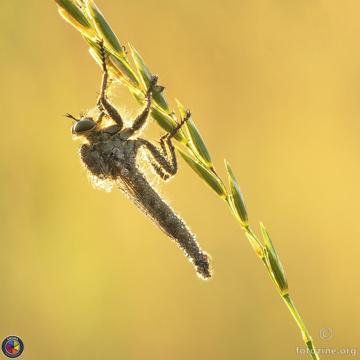 robber fly