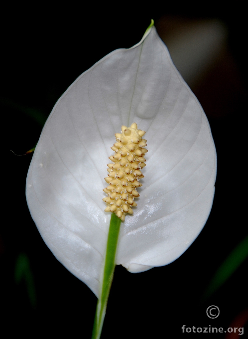Aktualno: bijeli cvijet