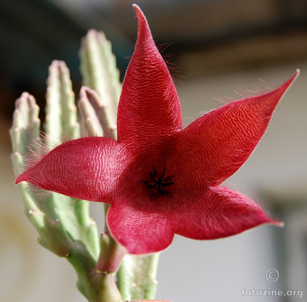 Kaktusov cvijet: Ljepota za jedan dan