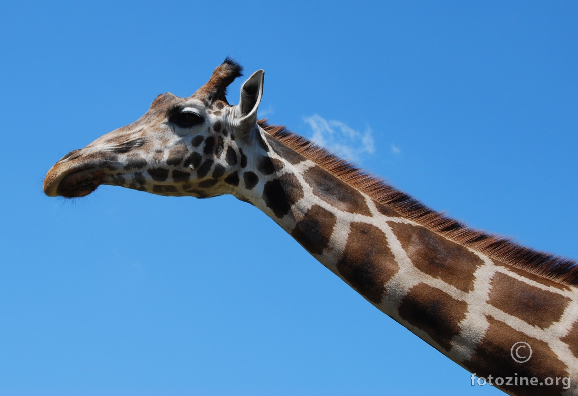 Dopustite: Žirafa