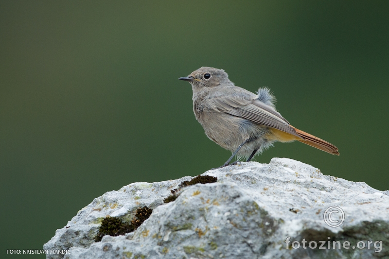 Mrka crvenrepka - Phoenicurus ochruros