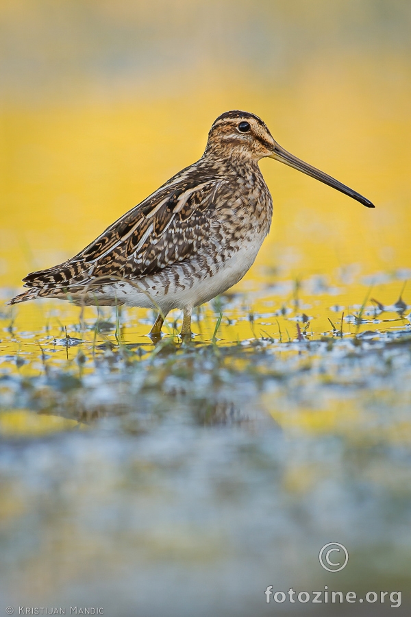 Sljuka kokosica - Gallinago gallinago