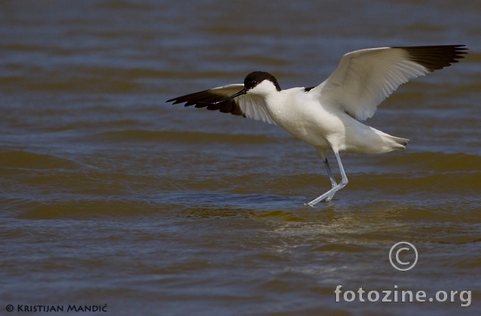 Modronoga sabljarka - Recurvirostra avosetta