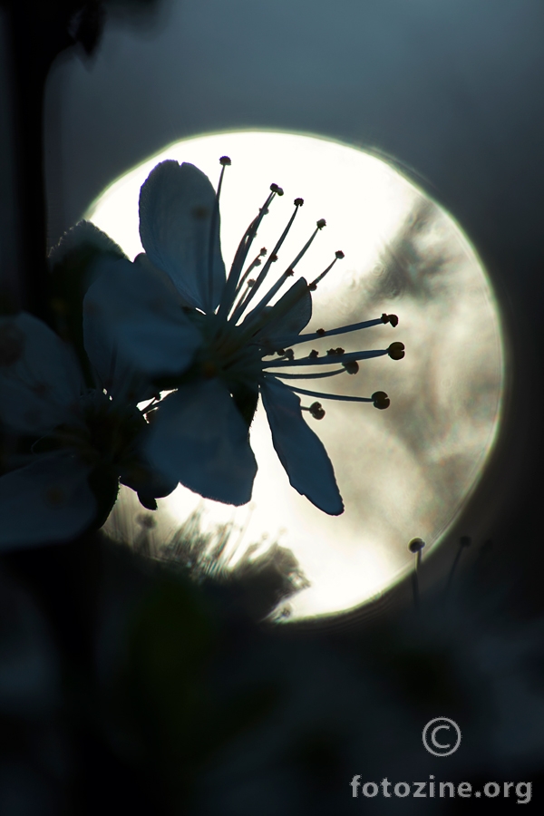 moonlight serenade