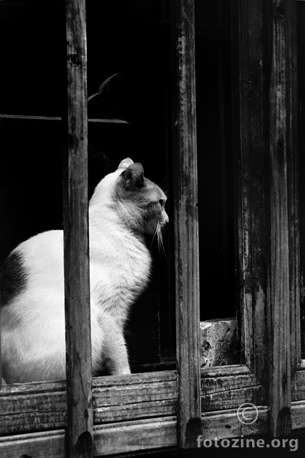 Wuzhen Cat