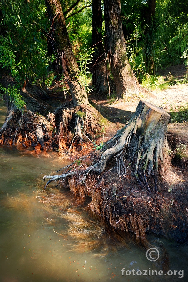 Water Roots