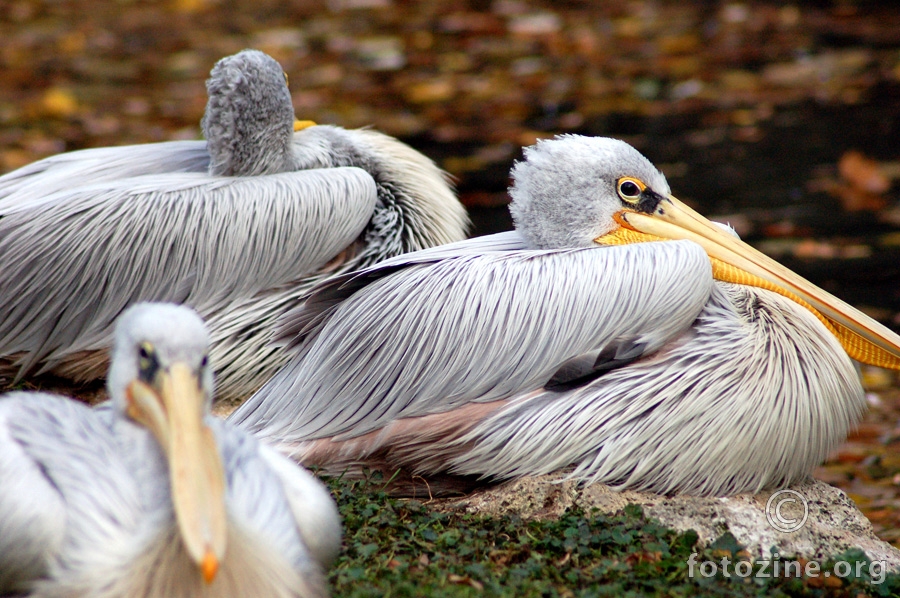pelikanovi familijarni odnosi ili gledaj svoja posla