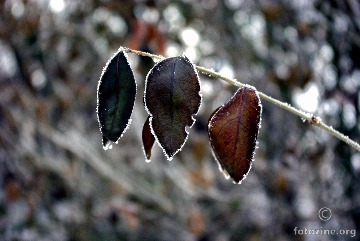 Ole, Trufa i još netko.. :)