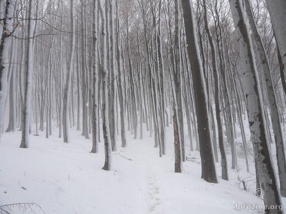 pogled u zimsku šumu