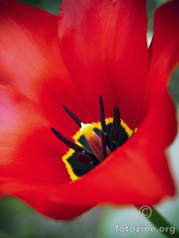 Tulip red