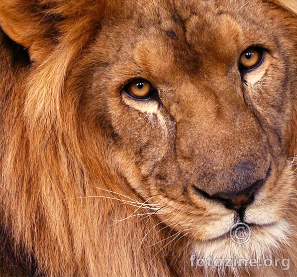 Kralj lavova