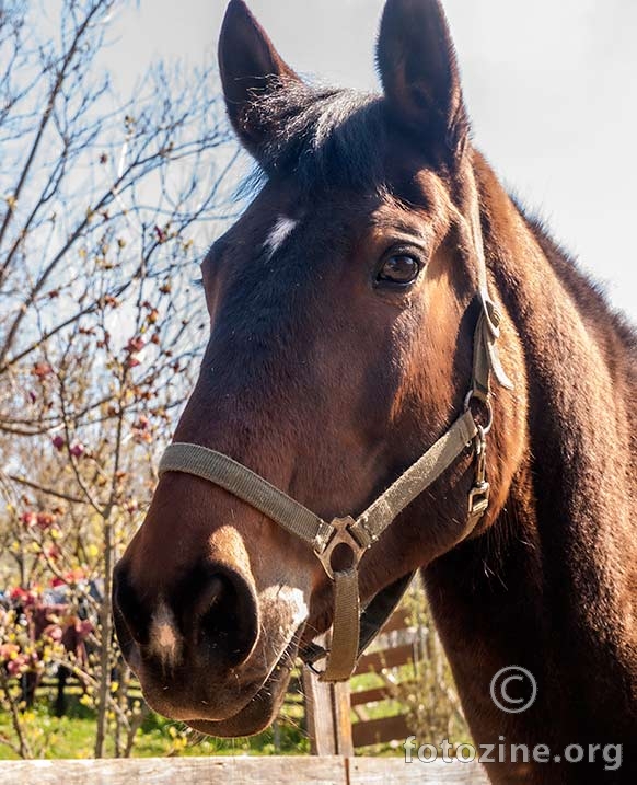 konjski portret...