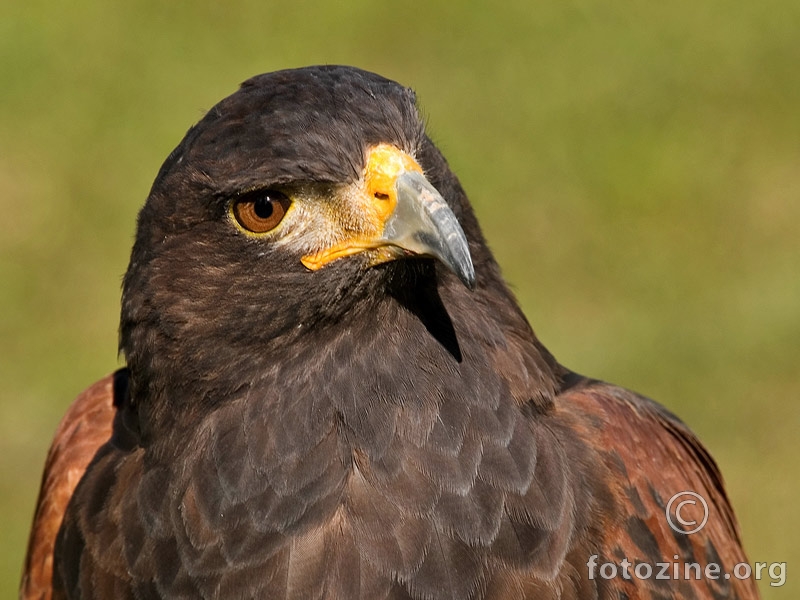 portret jedne pticice