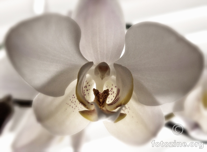 babicina orhideja