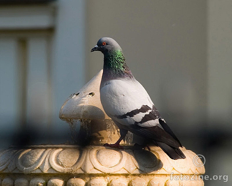 golub na Drkovoj fontani