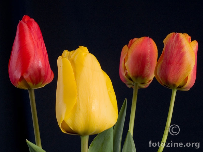 vrijeme tulipana