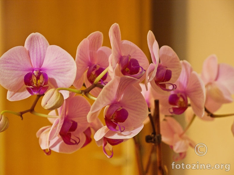bakina orhideja