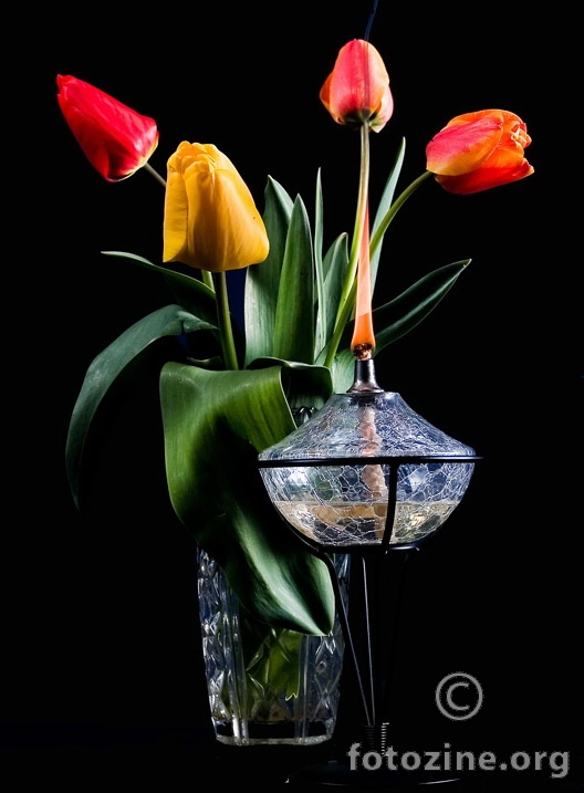 tulipani & svetiljka