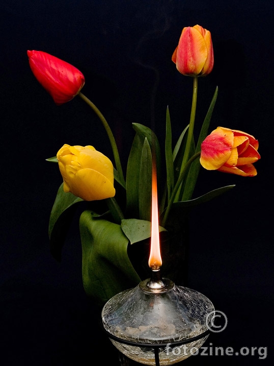 tulipanci