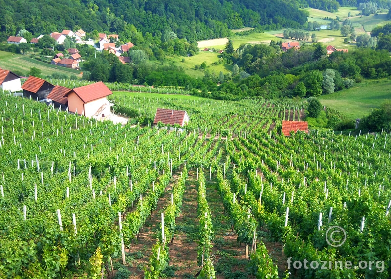 vinogradi u okolici Pregrade