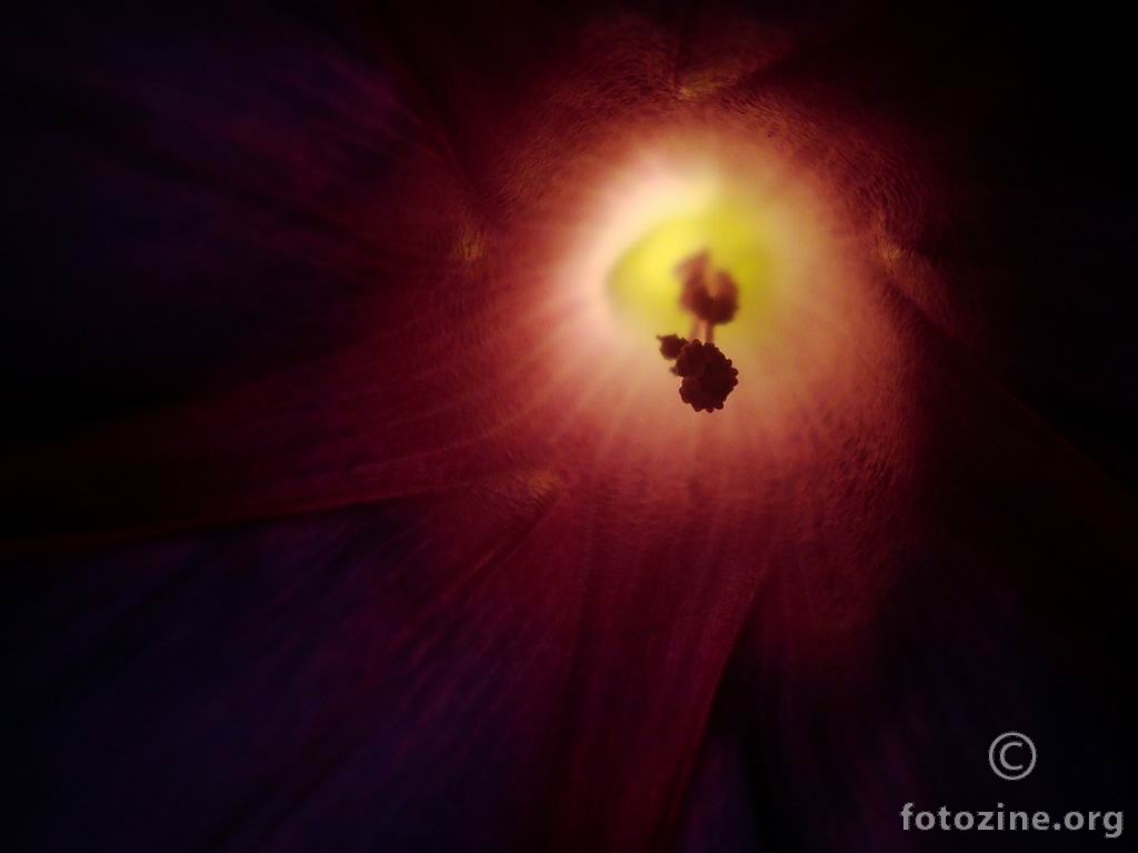 SLAK, LADOLEŽ - CONVOLVULUS -0046