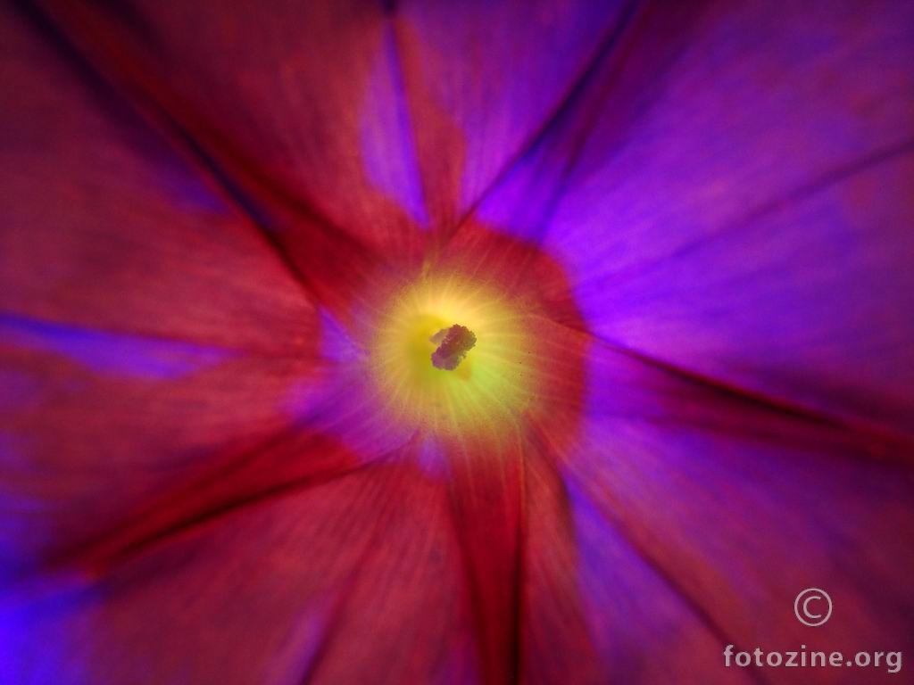 SLAK, LADOLEŽ - CONVOLVULUS -0205
