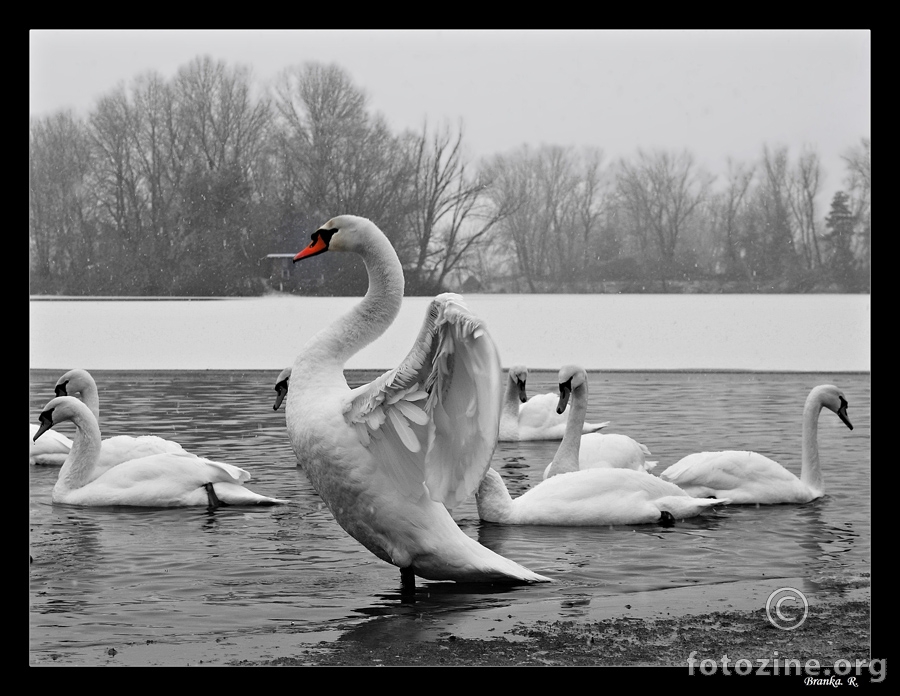 swans and snow