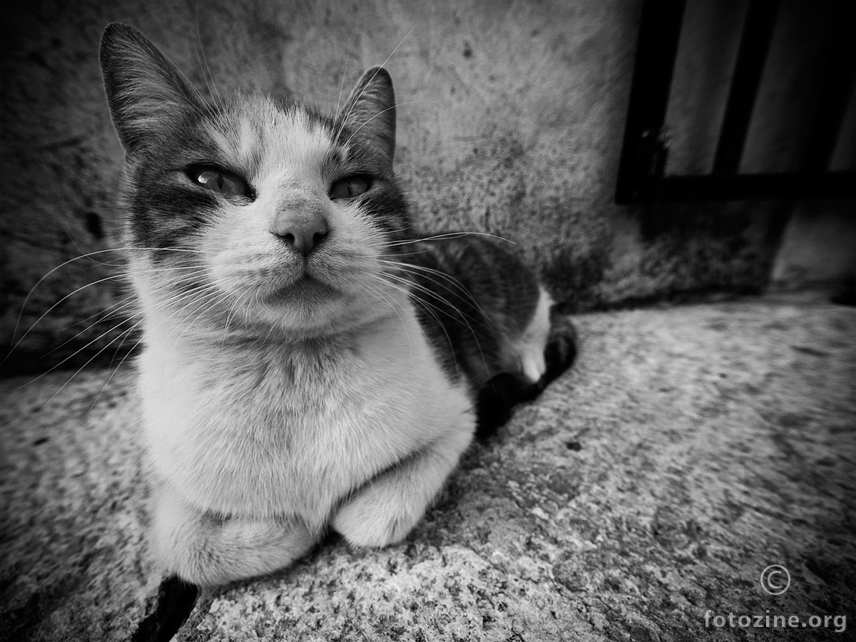Alley cat