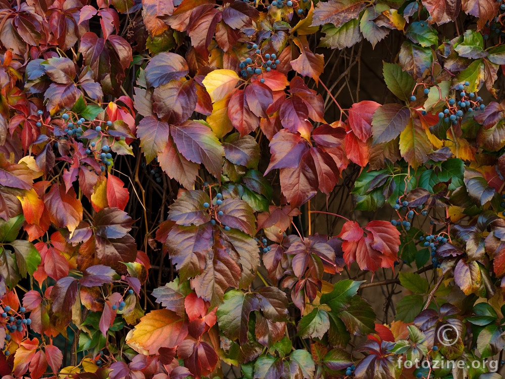 United colours of autumn