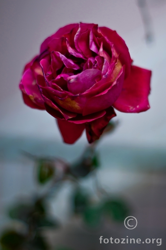 ružin zimski cvat