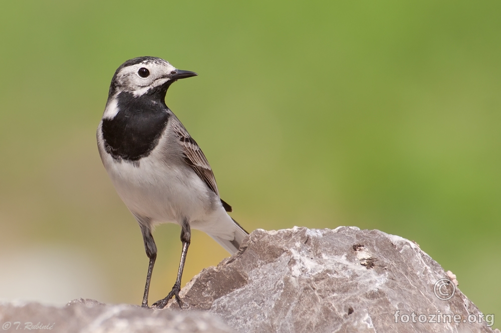 bijela pastirica (Motacilla alba)