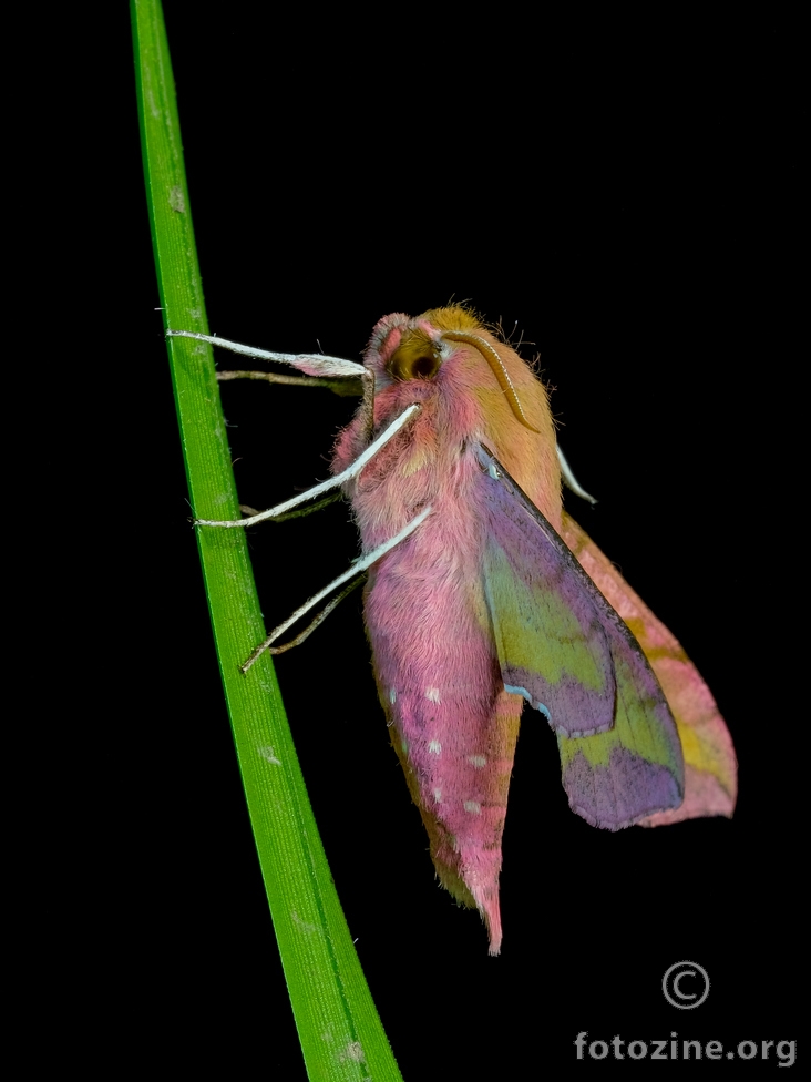 mali vinski ljiljak (Deilephila porcellus)