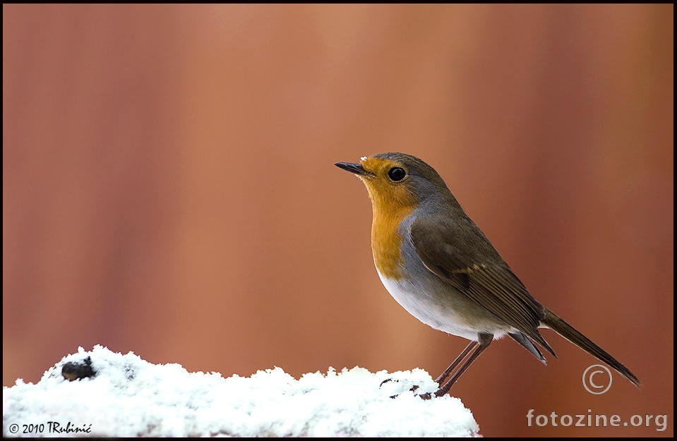 crvendać (Erithacus rubecula)