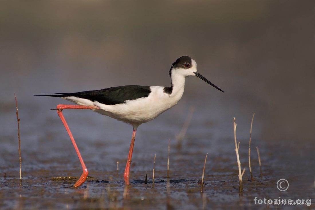 vlastelica (Himantopus himantopus)