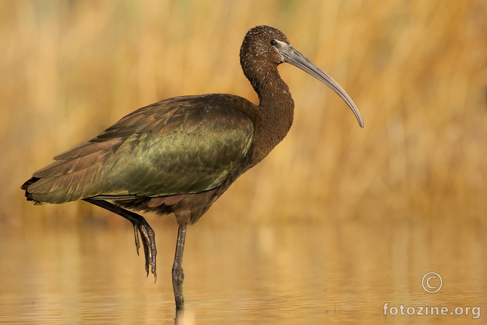 blistavi ibis (Plegadis falcinellus)