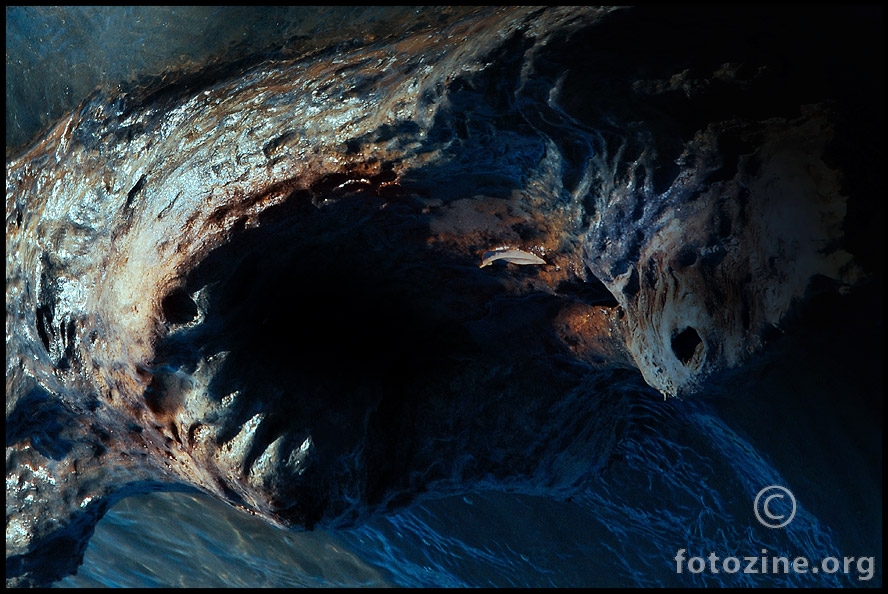 Donau shark