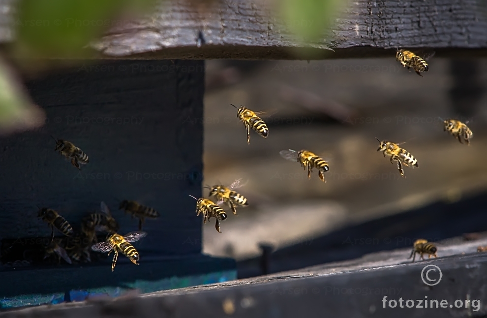 pčelice male radit su stale....:)