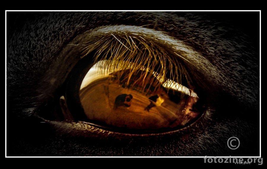 in the eye horses