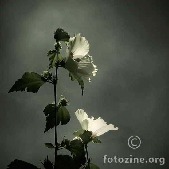 Les fleurs du mal