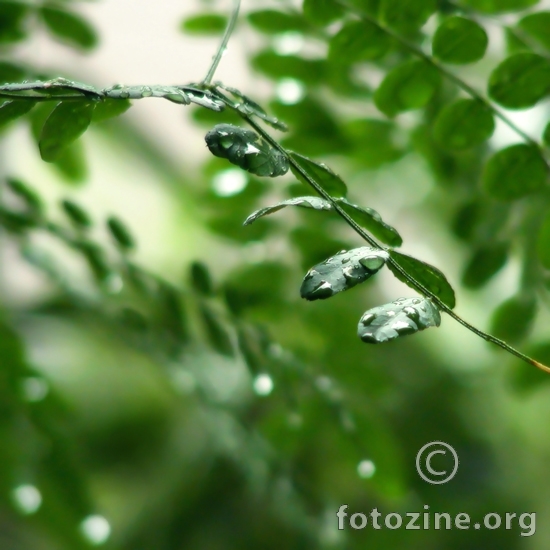 Soft green